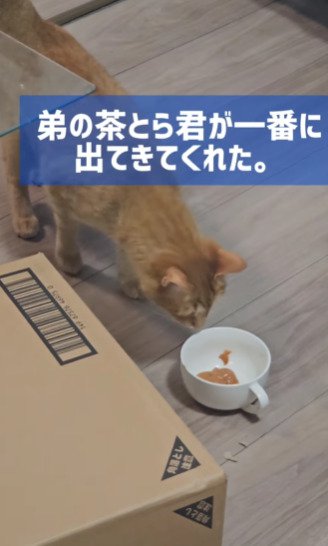 おやつを匂う猫