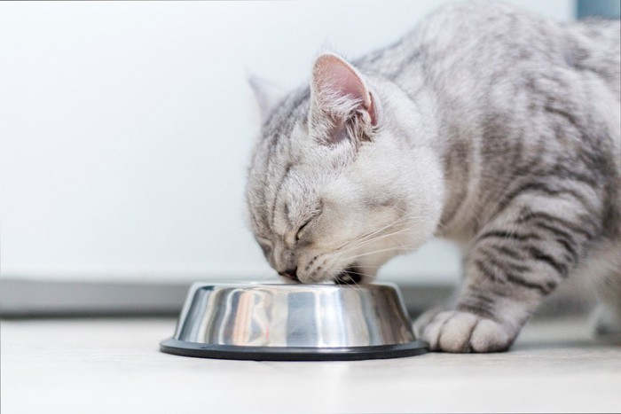 ご飯を食べる猫