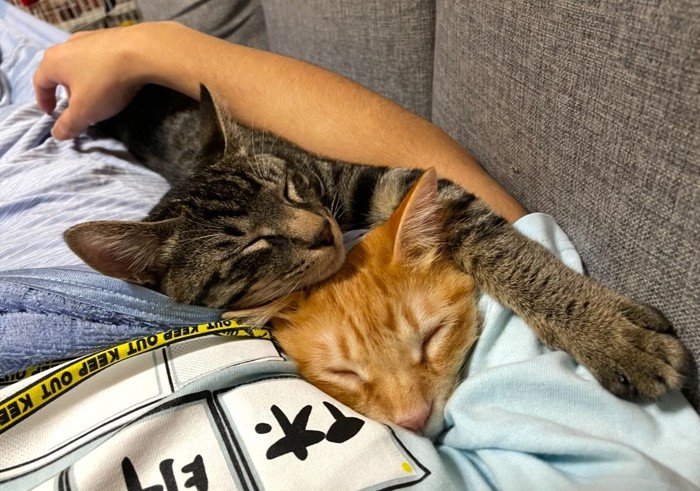 寝ている2匹の猫