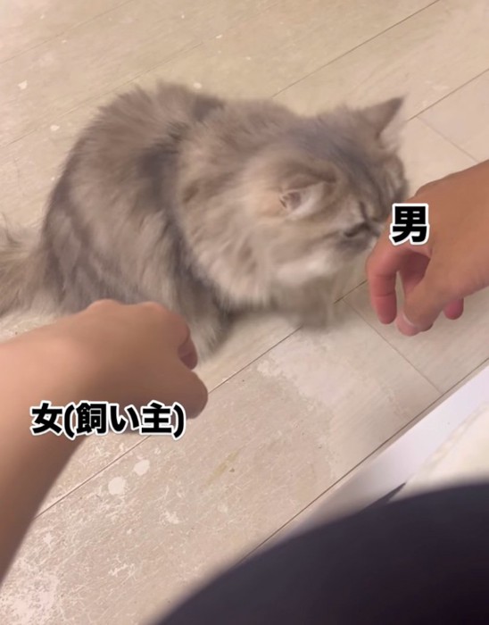 顔を近づける猫