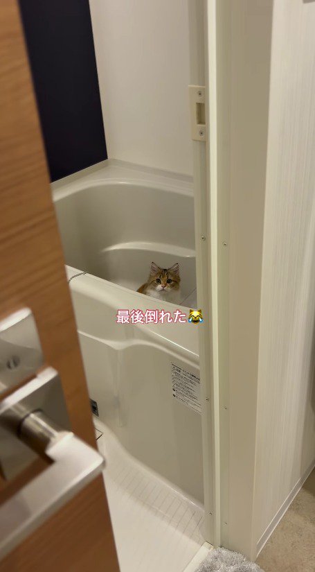 浴室から離れていく飼い主を見つめる三毛猫