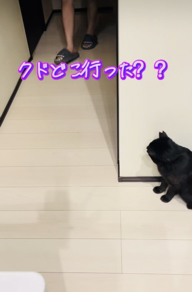 廊下の影でお父さんを待ち伏せする黒猫