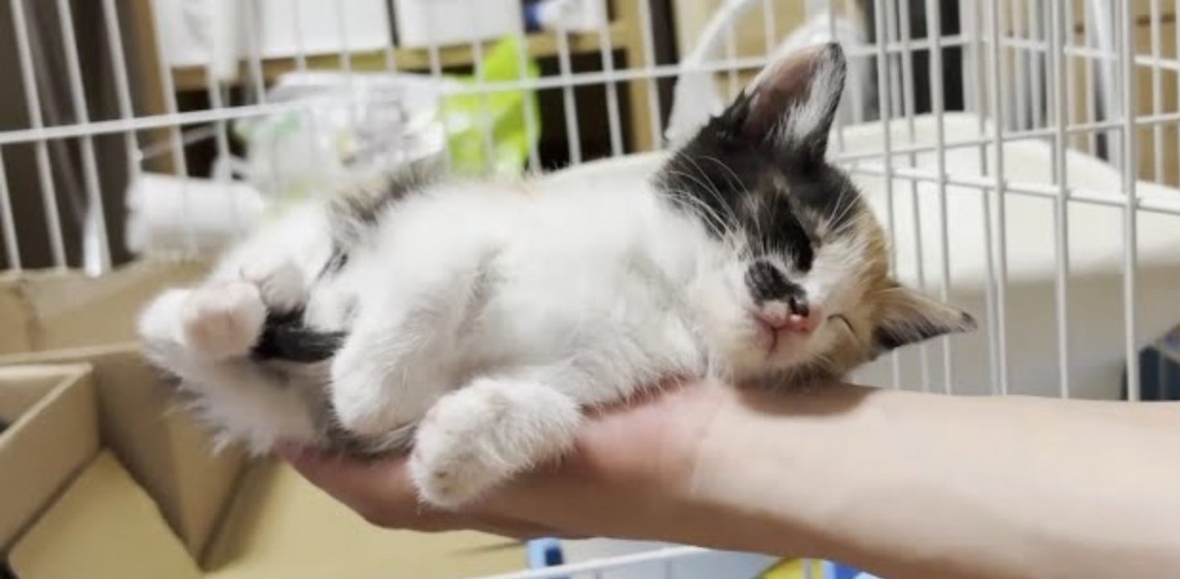 手のひらの上で熟睡中