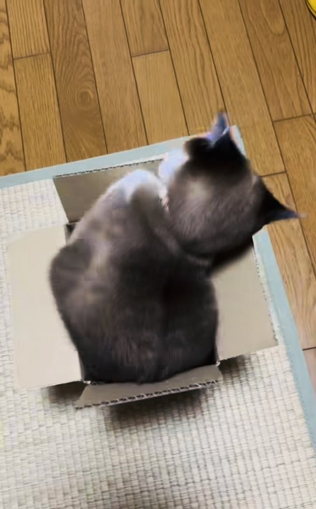 段ボール箱の中で体を動かす保護猫
