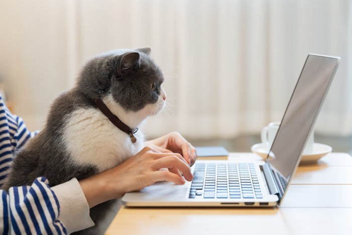 猫とパソコン