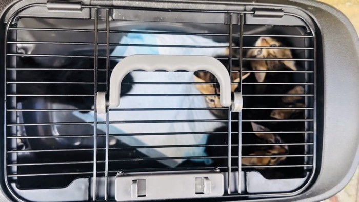 猫用キャリーの中の5匹の子猫
