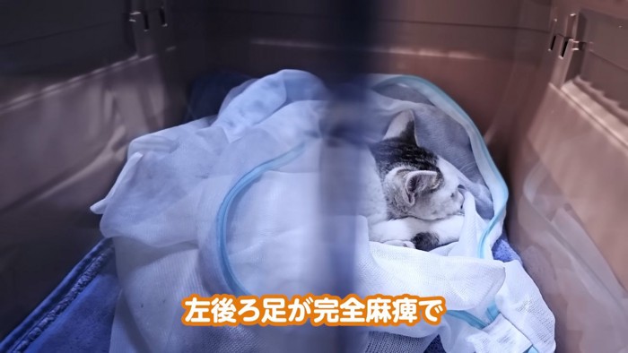 キャリーの中にいる子猫