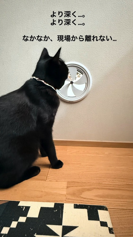 換気口の奥を見ている猫