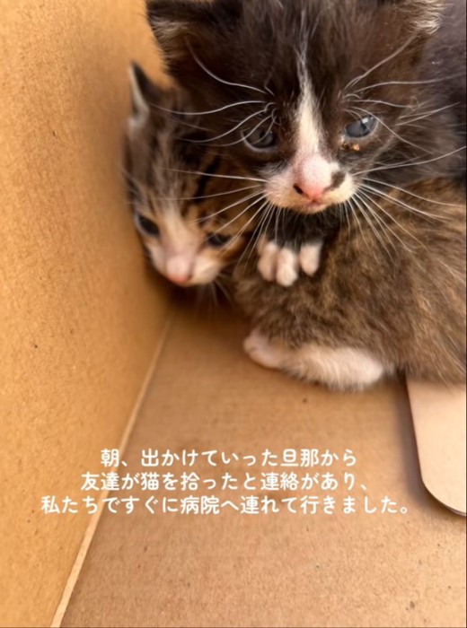 重なる赤ちゃん猫