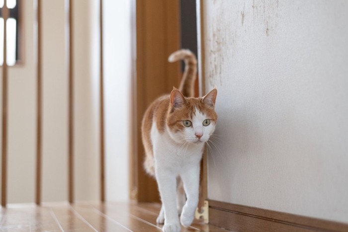 パトロールする猫
