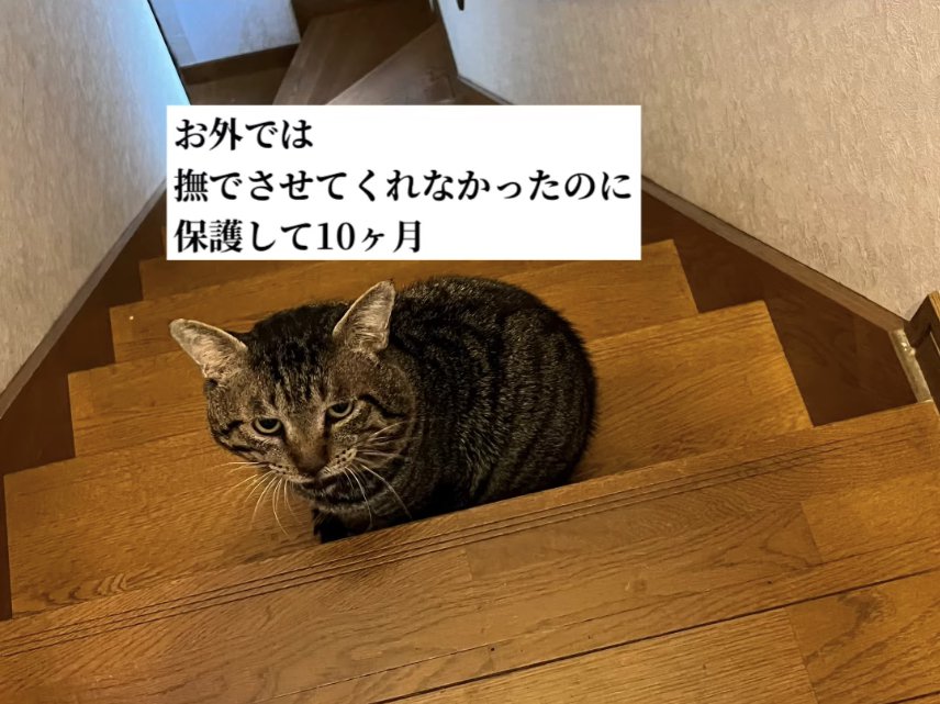 階段の上でお座りしている18歳のショボボくん