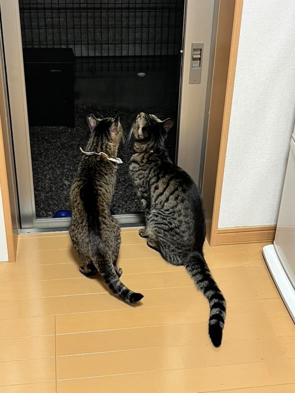 寄り添う2匹の猫