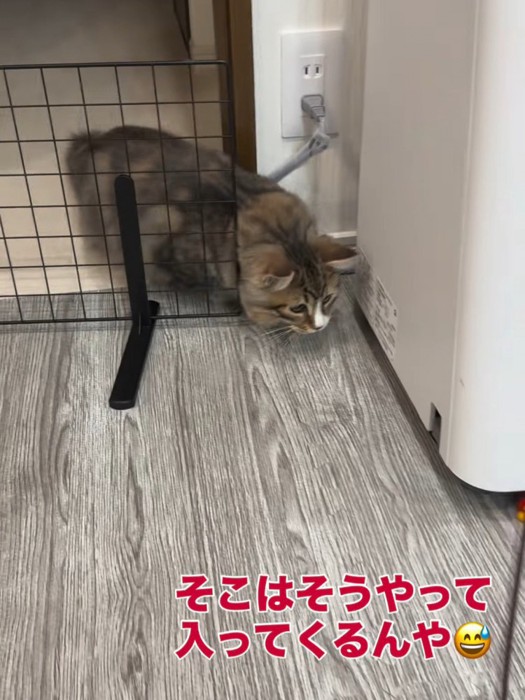 柵の横を通り抜ける猫