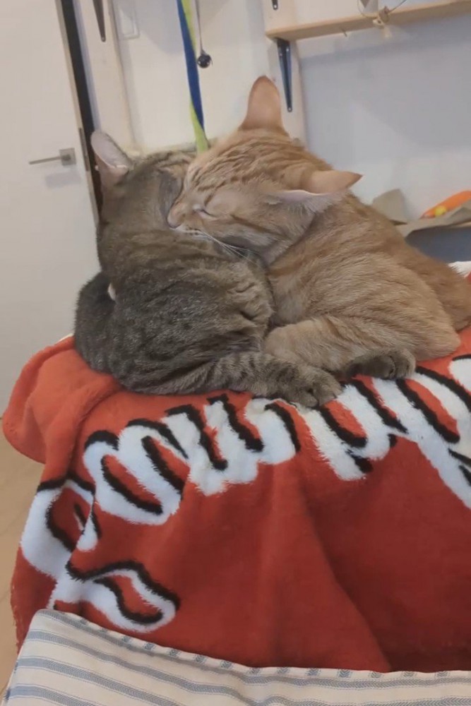 キジトラ猫を噛む茶トラ猫