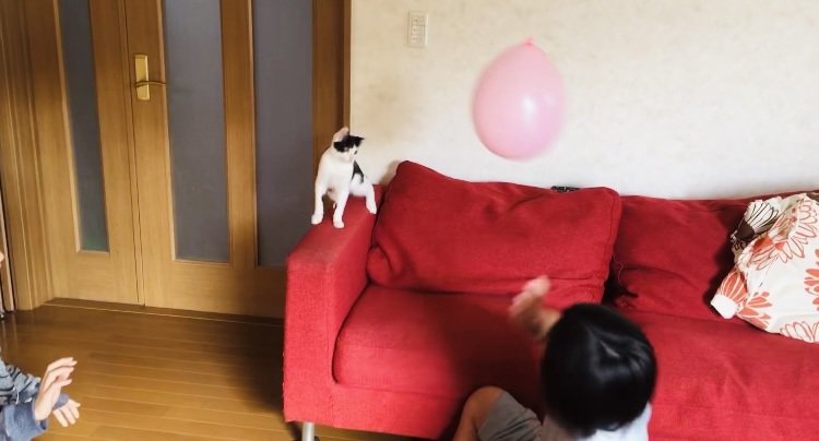 風船でバレーボールをする2人の男の子とハチワレ猫