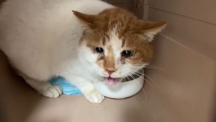 ごはんを食べる茶白猫