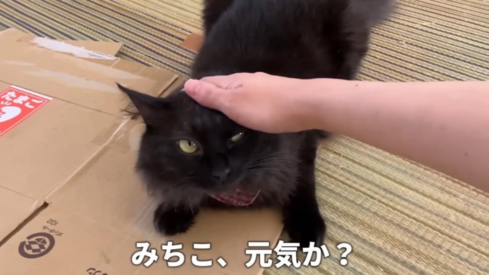 パパに撫でられる黒猫