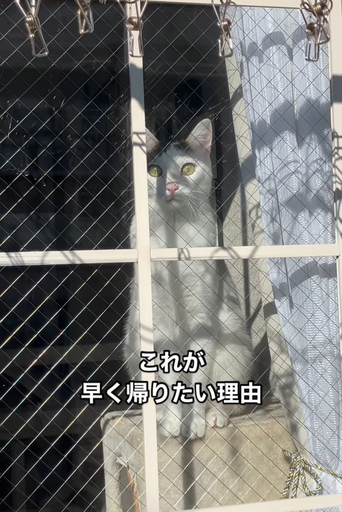 座って前を見る猫