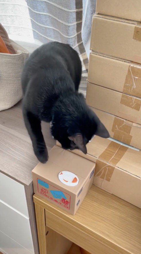 閉まった箱を見つめる猫