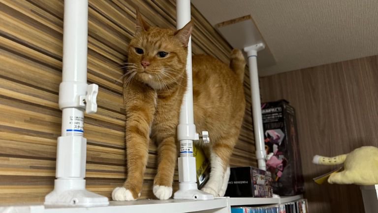 室内にいる猫
