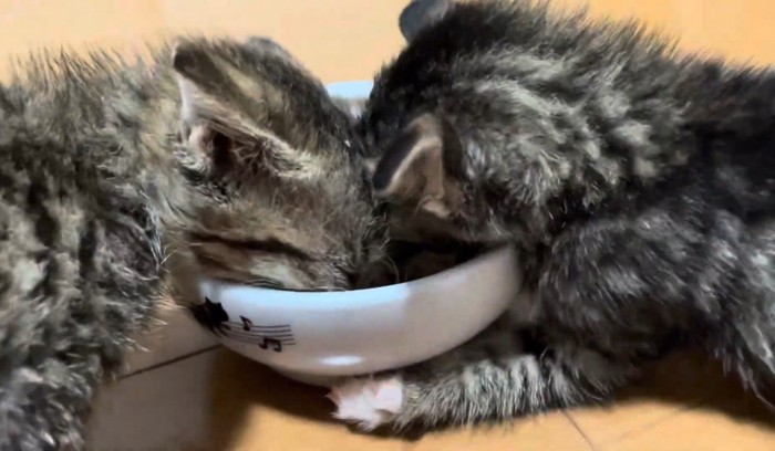 右の子猫がお皿を手で押さえながら食べる