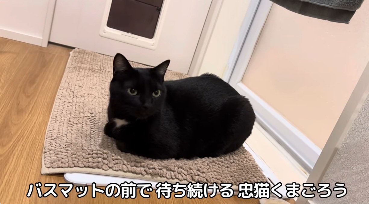 お風呂マットの上にいる猫