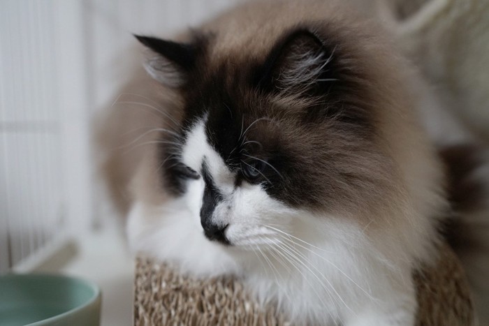 爪とぎに乗って下を向く猫