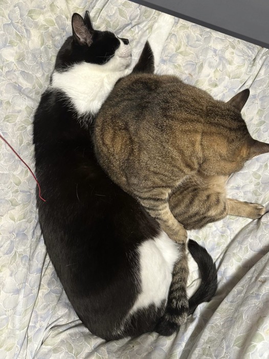 微笑みつつ眠る黒白猫と座るキジトラ