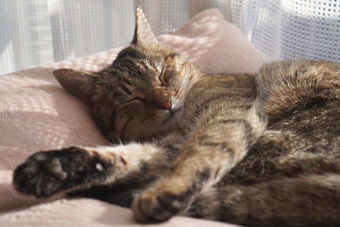 ベッドで寝る猫