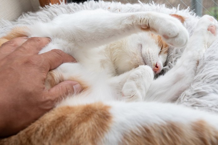猫のお腹を撫でる飼い主