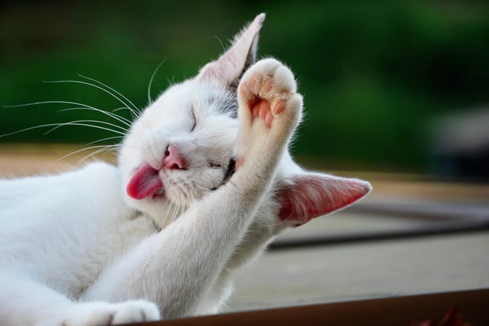 顔を洗う猫