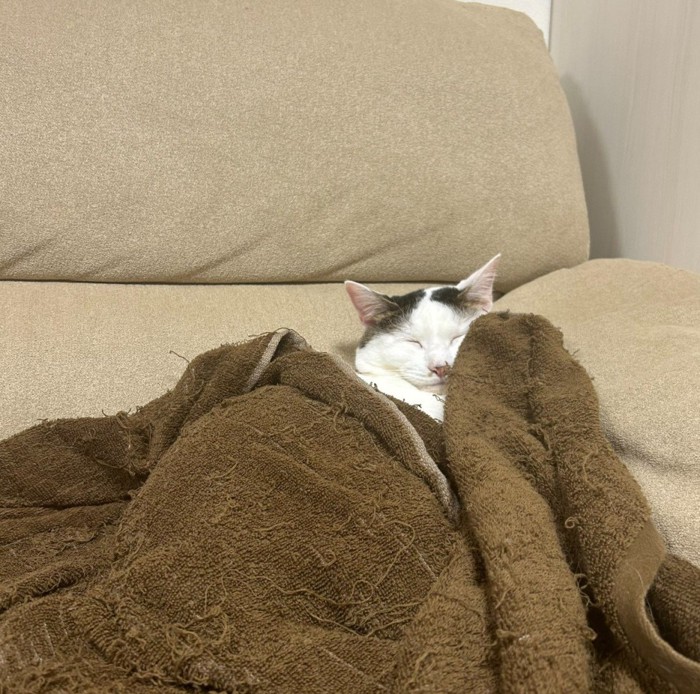 タオルケットで眠る猫