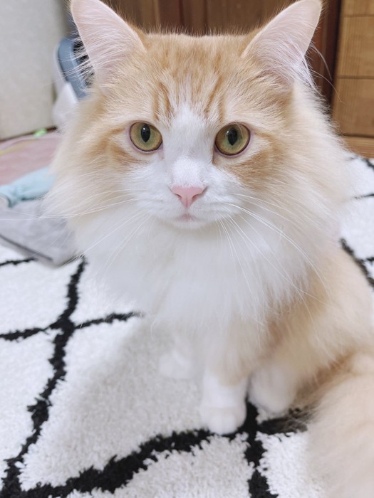 くつろいでいるベルくん