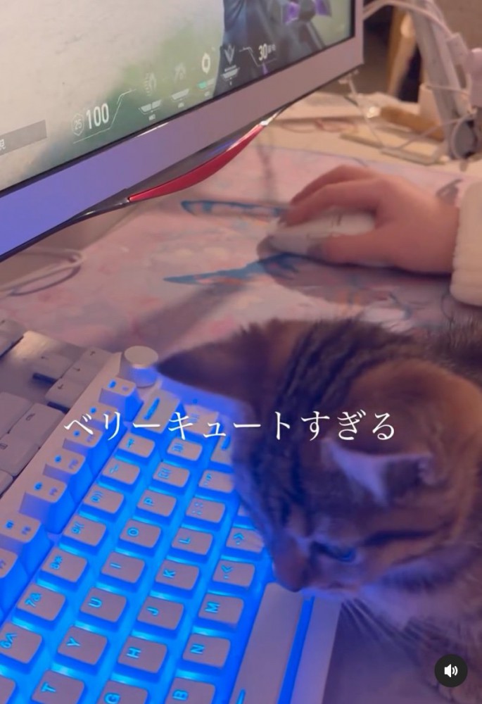 膝の上に乗る猫