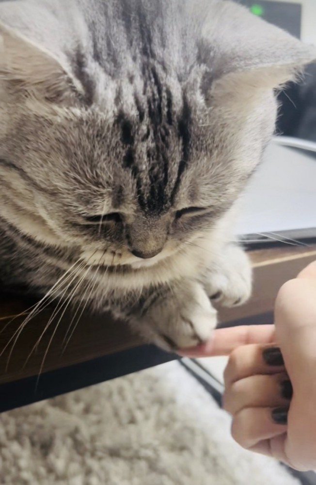 ママに前足を触られるジェネッタ