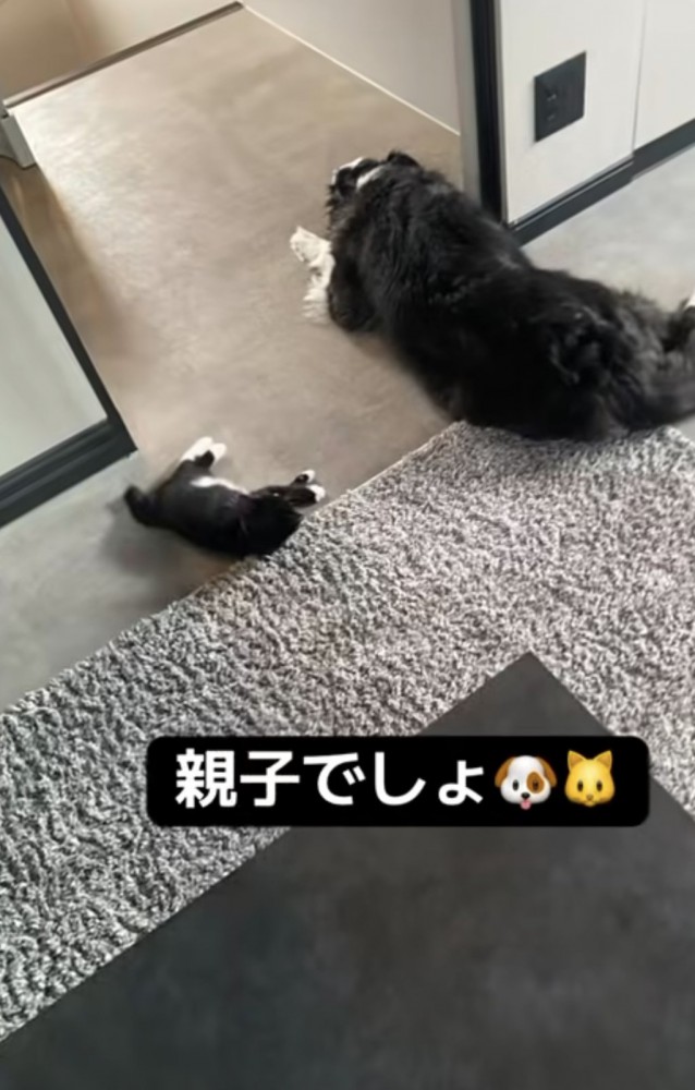 「親子でしょ」のテロップ写真