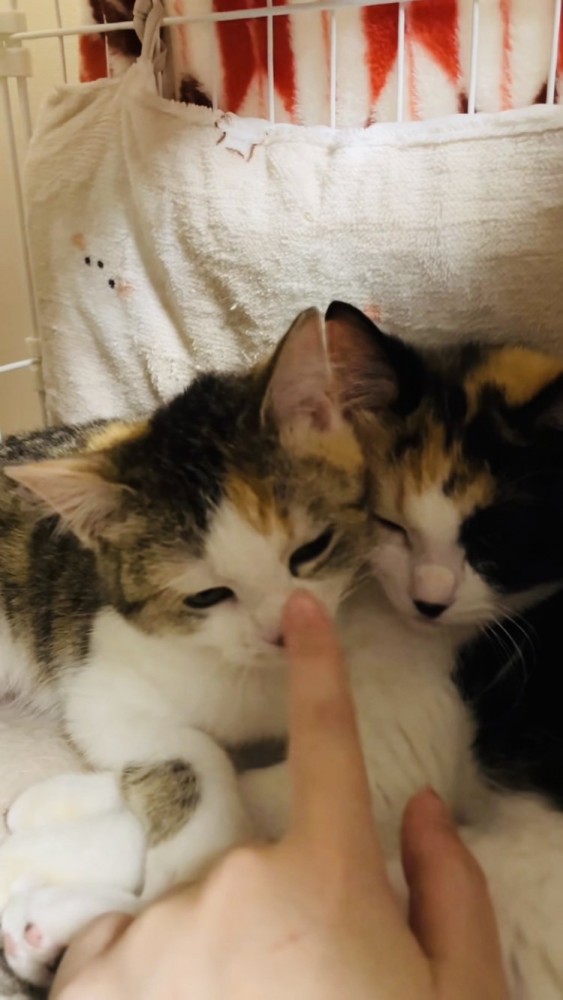 ボランティアさんと人馴れ訓練をする2匹の三毛猫