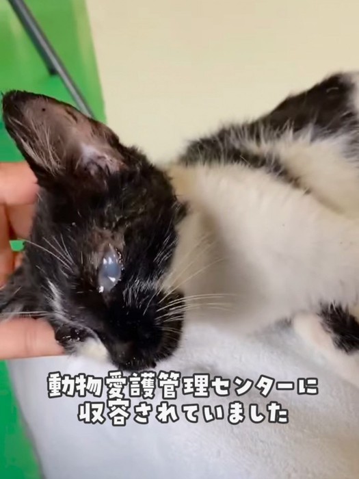 頭を支えられている猫