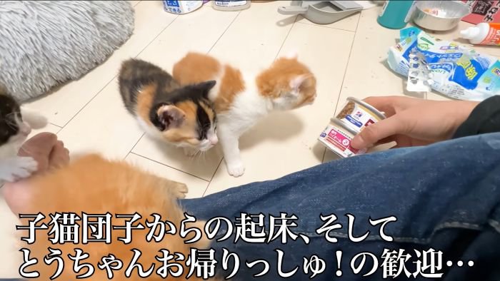 お出迎えする子猫2