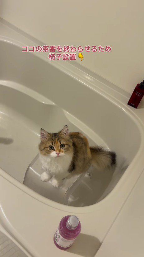 浴槽の中に置かれたイスに乗る三毛猫