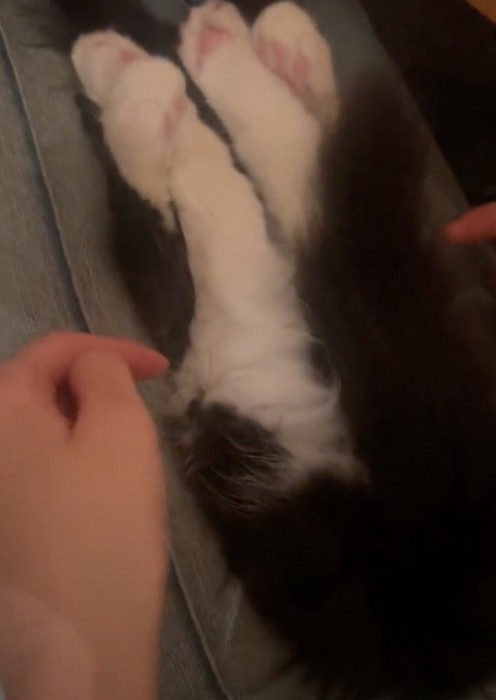 後ろ足で顔を隠す猫