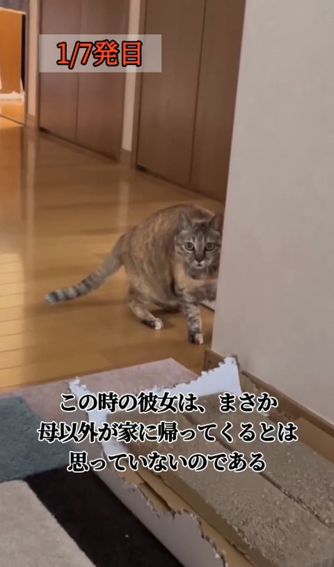 壁の近くで警戒しているカメラ目線の猫