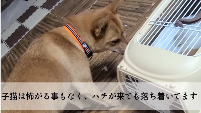 キャリーをのぞく犬