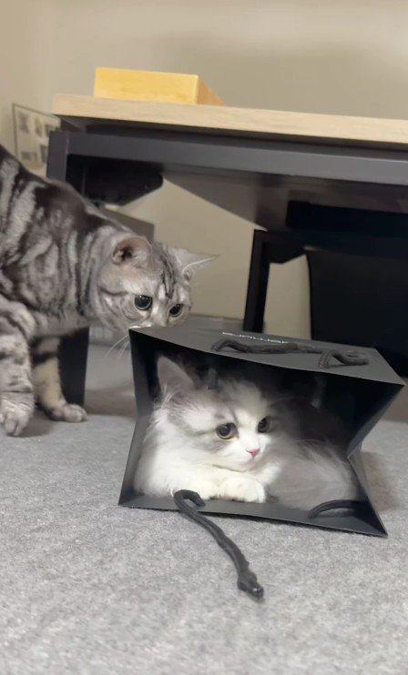 紙袋に入った猫に近づく猫
