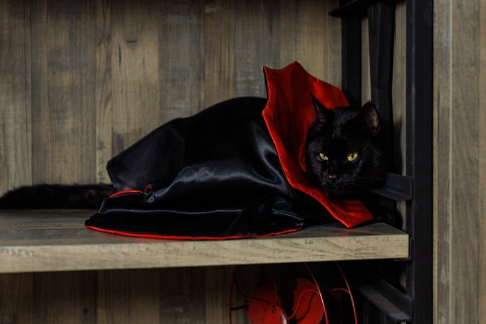 ドラキュラの扮装をした猫