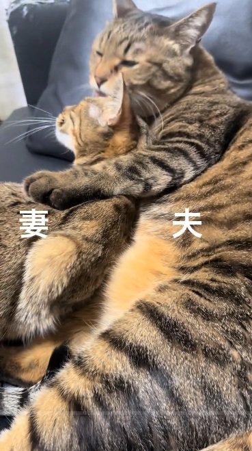 ベンガル猫を毛づくろいしているキジトラ