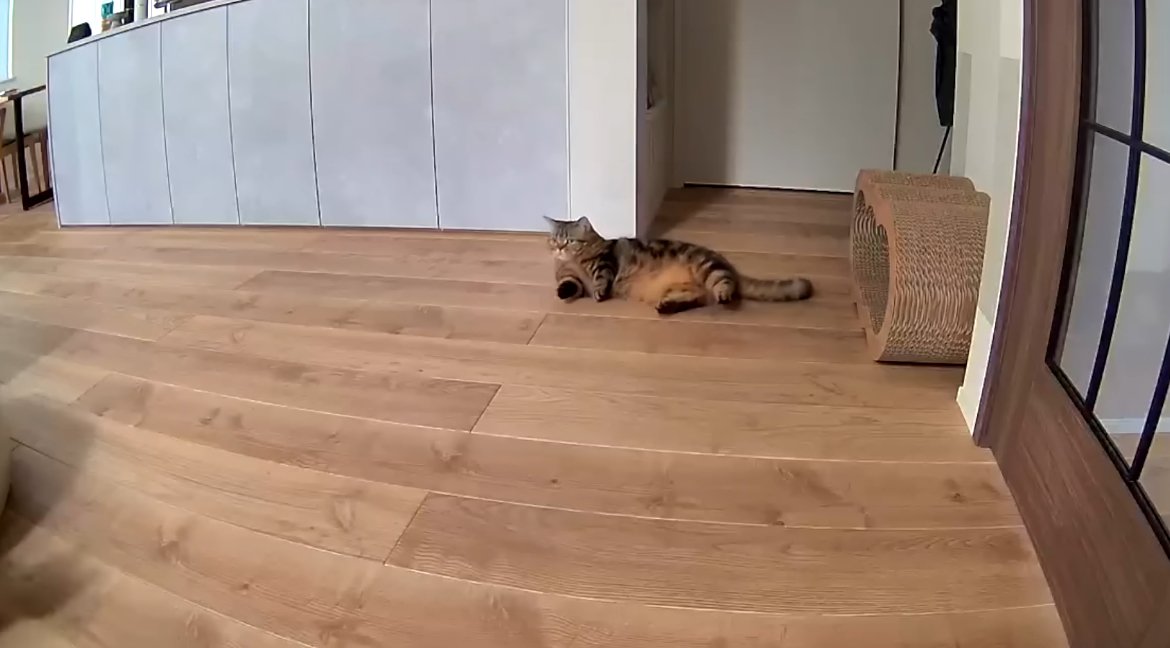 横になるメルくん