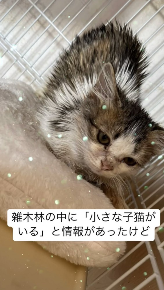 ケージに入った子猫