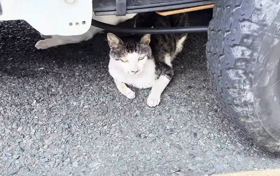 車の下に寝そべる猫