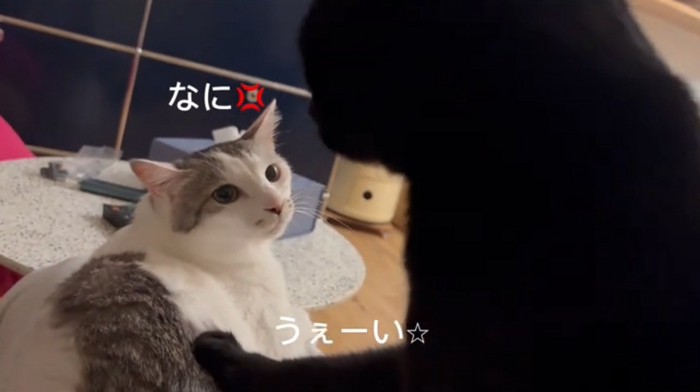 構ってほしい猫